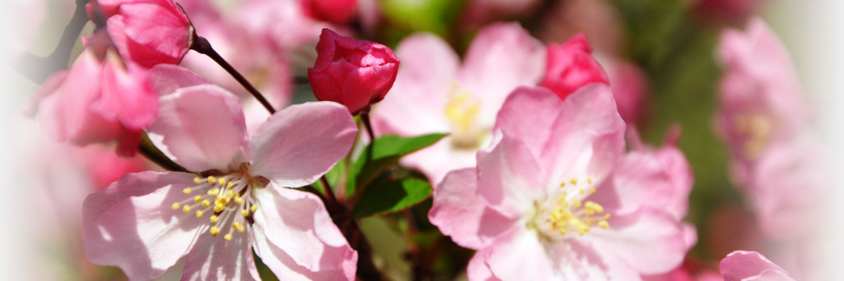 満開の海棠桜